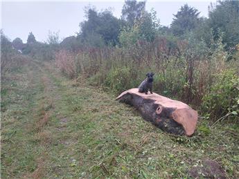 New log seat in Firmins Field